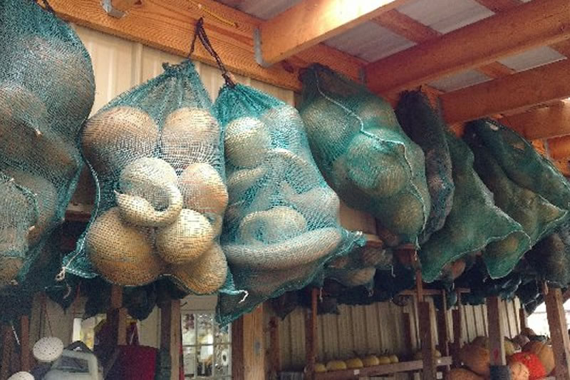 bagged plain gourds